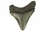 Juvenile Megalodon Tooth - Georgia #115728-1
